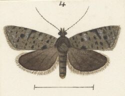 Fig 4 MA I437626 TePapa Plate-XXVII-The-butterflies full (cropped).jpg