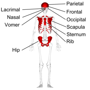 Flat bones - anterior view - with legend.png