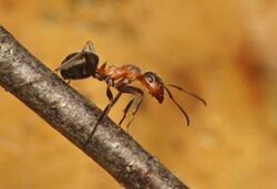 Formica pratensis.jpg