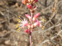 Fouquieria burragei 131201291.jpg