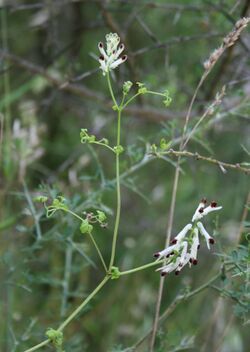 Fumaria flabellata.jpg