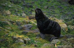 Fur seal on land.jpg