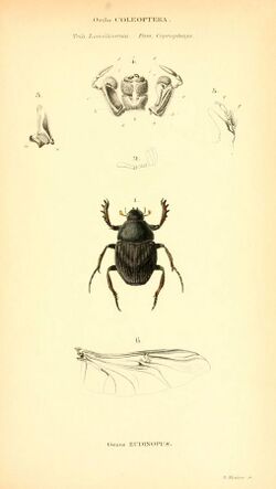 Genera quædam insectorum (6049329973).jpg