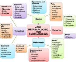 Global ecosystem and biodiversity monitoring with environmental DNA metabarcoding.jpg