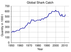 Graph of shark catch from 1950, linear growth from less than 200,000 tons per year in 1950 to about 500,000 in 2011