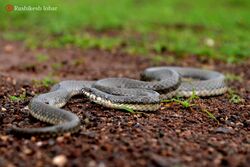 Glossy Marsh Snake.jpg