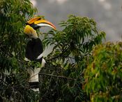 Great-Hornbill.jpg