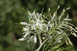 Grevillea anethifolia.jpg