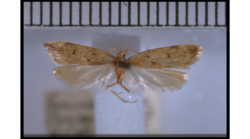 Gymnobathra levigata holotype TYPELEP014630.png