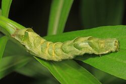 Hitched Arches caterpillar - Melanchra adjuncta, Friendsville, Maryland - 27709279251.jpg