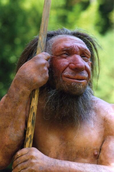 File:Homo sapiens neanderthalensis-Mr. N.jpg