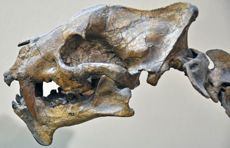 File:Hoplophoneus primaevus (fossil false sabertooth cat) (Middle Oligocene; Nebraska, USA) 3 (32791323412).jpg
