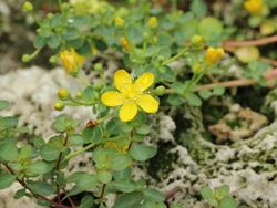 Hypericum pallens-IMG 2031.jpg