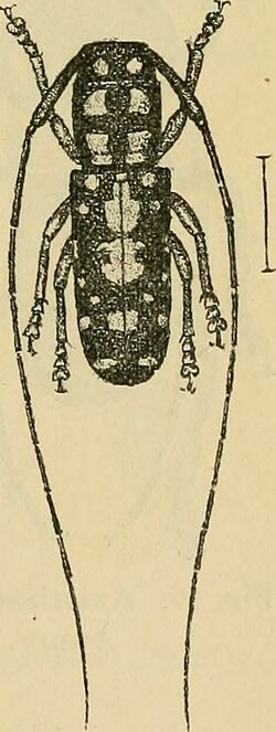 Image from page 578 of "Arkiv för zoologi" (1908) (Spilotragus crucifer).jpg