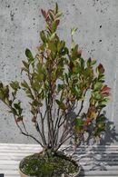 Itea virginica plant