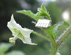 Jaltomata chihuahuensis 421 Flower.jpg