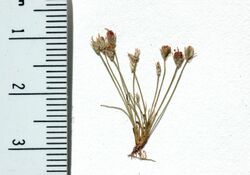 Juncus luciensis.jpg