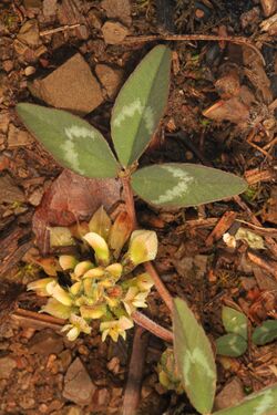 Kate's Mountain Clover - Trifolium virginicum, Green Ridge State Forest, Flintstone, Maryland.jpg