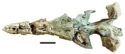 Kronosaurus queenslandicus QM F18827 proposed neotype.jpg
