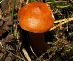 Lactarius aurantiacus 060924b.jpg