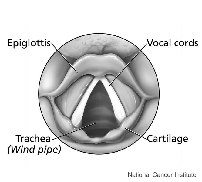 File:Larynx (top view).jpg