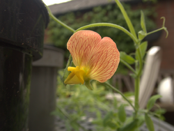 Lathyrus belinensis flower 1.png