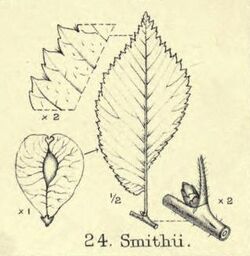 Leaf of U. x hollandica 'Smithii'.jpg