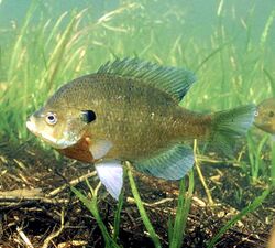 Lepomis macrochirus photo.jpg