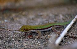 Lesser Day Gecko (Phelsuma pusilla) (10328407343).jpg