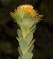 Leucadendron coriaceum 59908251.jpg