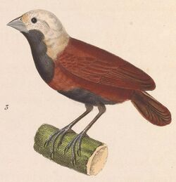 Lonchura malacca ferruginosa 1838.jpg