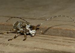 Longhorn Beetle (Lasiopezus longimanus) (11982484875).jpg