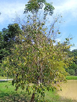 Maingaya malayana at Kepong Botanical Garden 20230625 111617.jpg