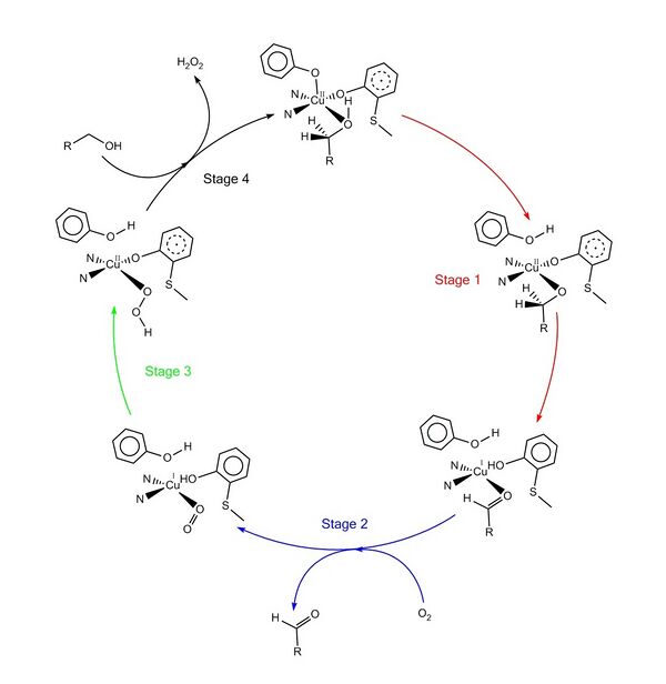 Catalytic Mechanism of Galactose Oxidase