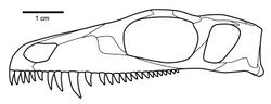 Mesenosaurus romeri skull.jpg