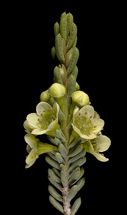 Micromyrtus sulphurea - Flickr - Kevin Thiele.jpg