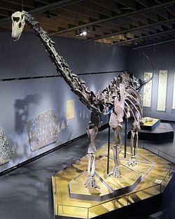 Misty Diplodocus.jpg