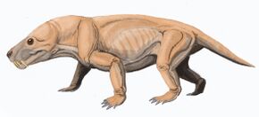 Moschorhinus DB.jpg