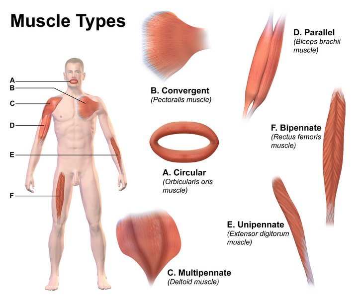 File:Muscle Types.png