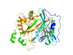 N-Myristoyltransferase Subunit Bound to Myristoyl-CoA.png