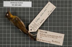 Naturalis Biodiversity Center - RMNH.AVES.133413 1 - Zosterops kuehni Hartert, 1906 - Zosteropidae - bird skin specimen.jpeg