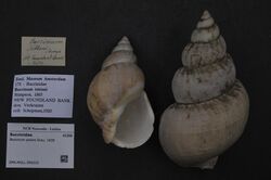 Naturalis Biodiversity Center - ZMA.MOLL.350222 - Buccinum polare Gray, 1839 - Buccinidae - Mollusc shell.jpeg