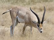 Ngorongoro Grant-Gazelle.jpg