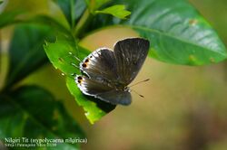 Nilgiri Tit 2.jpg