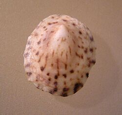 Notoacmea flammea 002.jpg