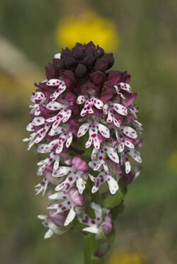 Orchis tridentata x Orchis ustulata-002.jpg