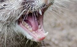 Oriental small-clawed otter teeth.jpg