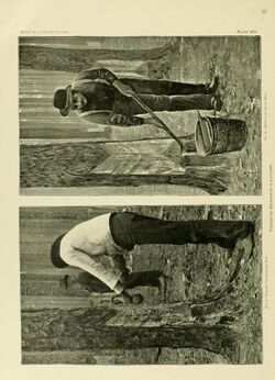 Side-by-side photo and print each show men working on cutting a so-called "cat-face" into a longleaf pine tree to extract resin. The two men in the photo on the left are of African descent and the man in the pringing on the right shows lighter skin.