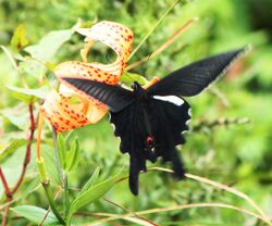 Papilio macilentus.JPG