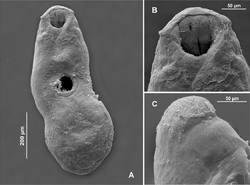 Parasite210036-fig1 - Creptotrema (Digenea, Allocreadiidae).png